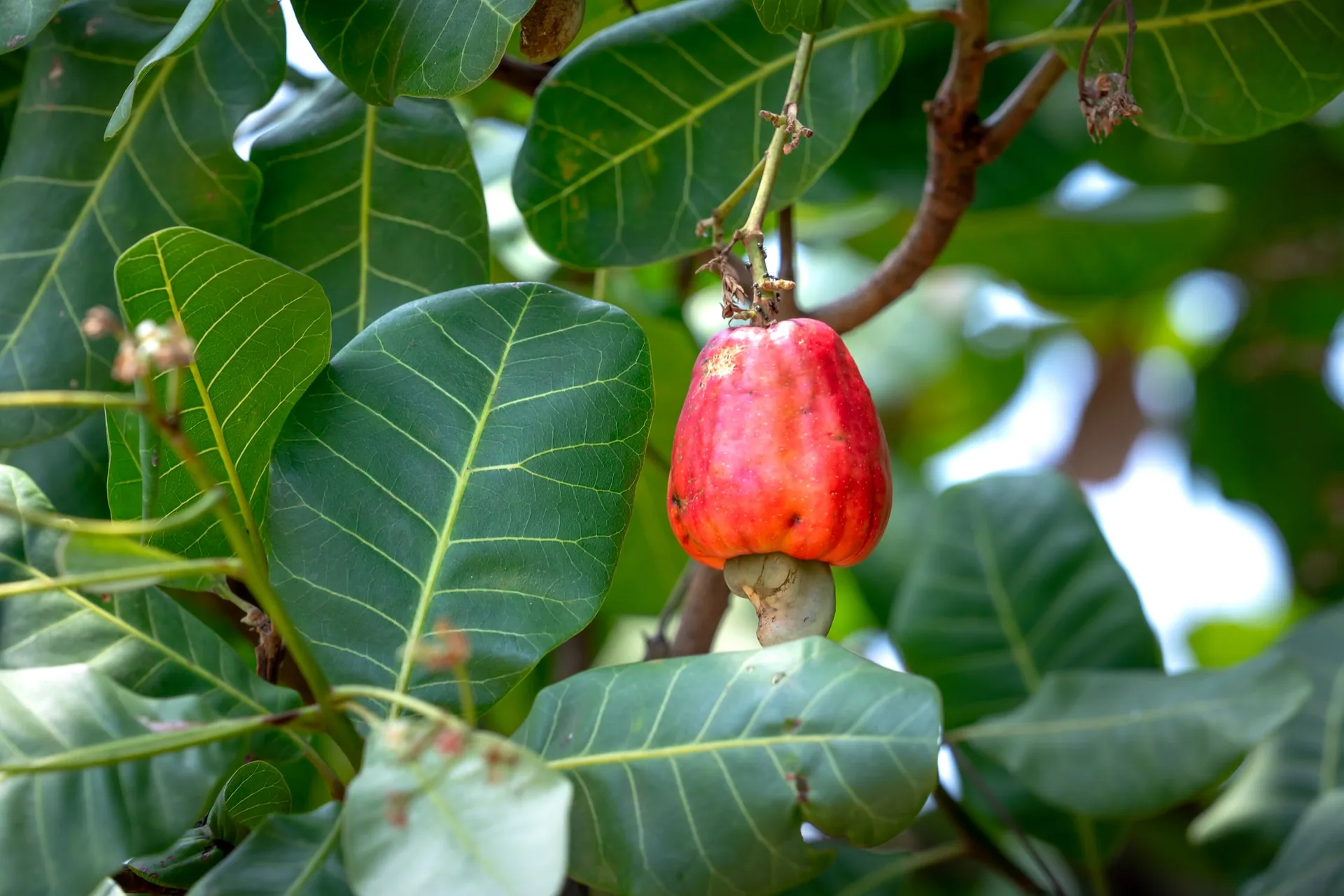 Noix de cajou vertes sur l'anacardier