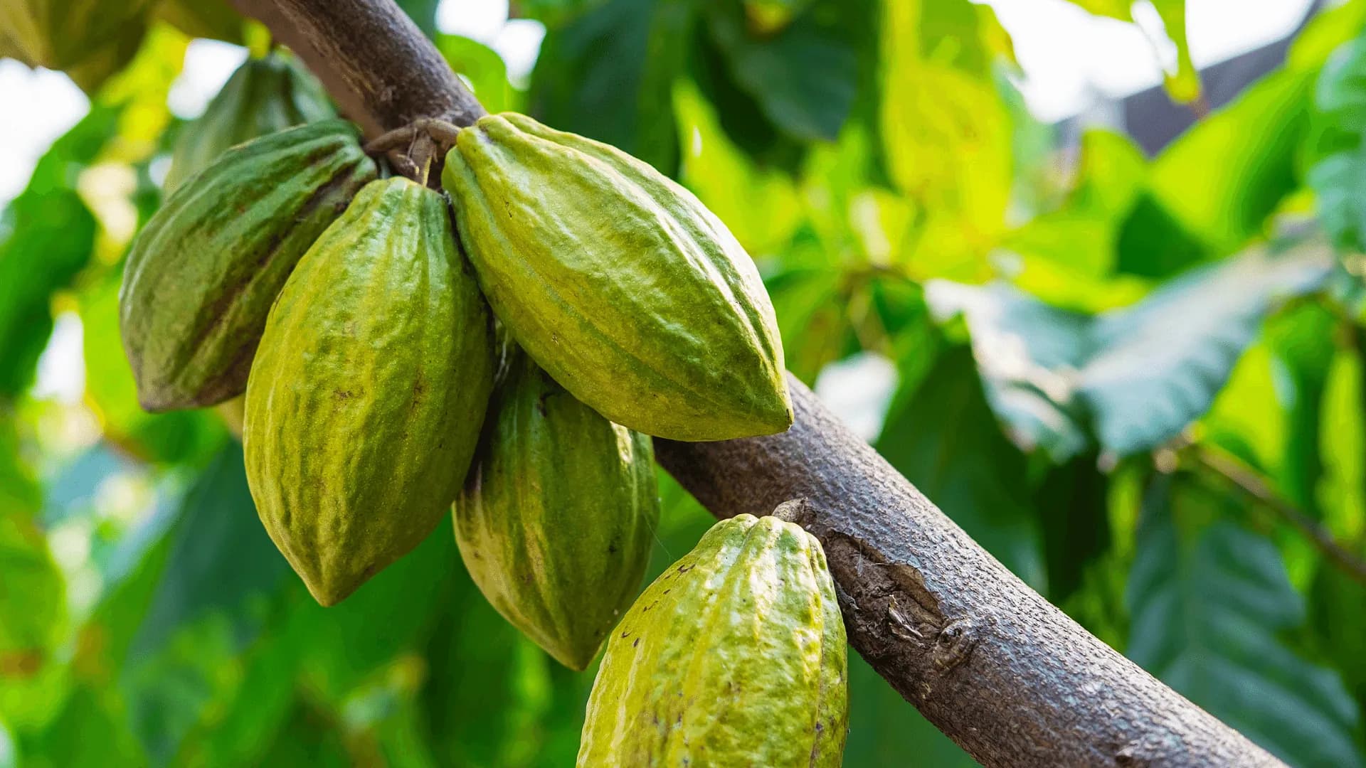 Cabosses de cacao jaunes sur l'arbre