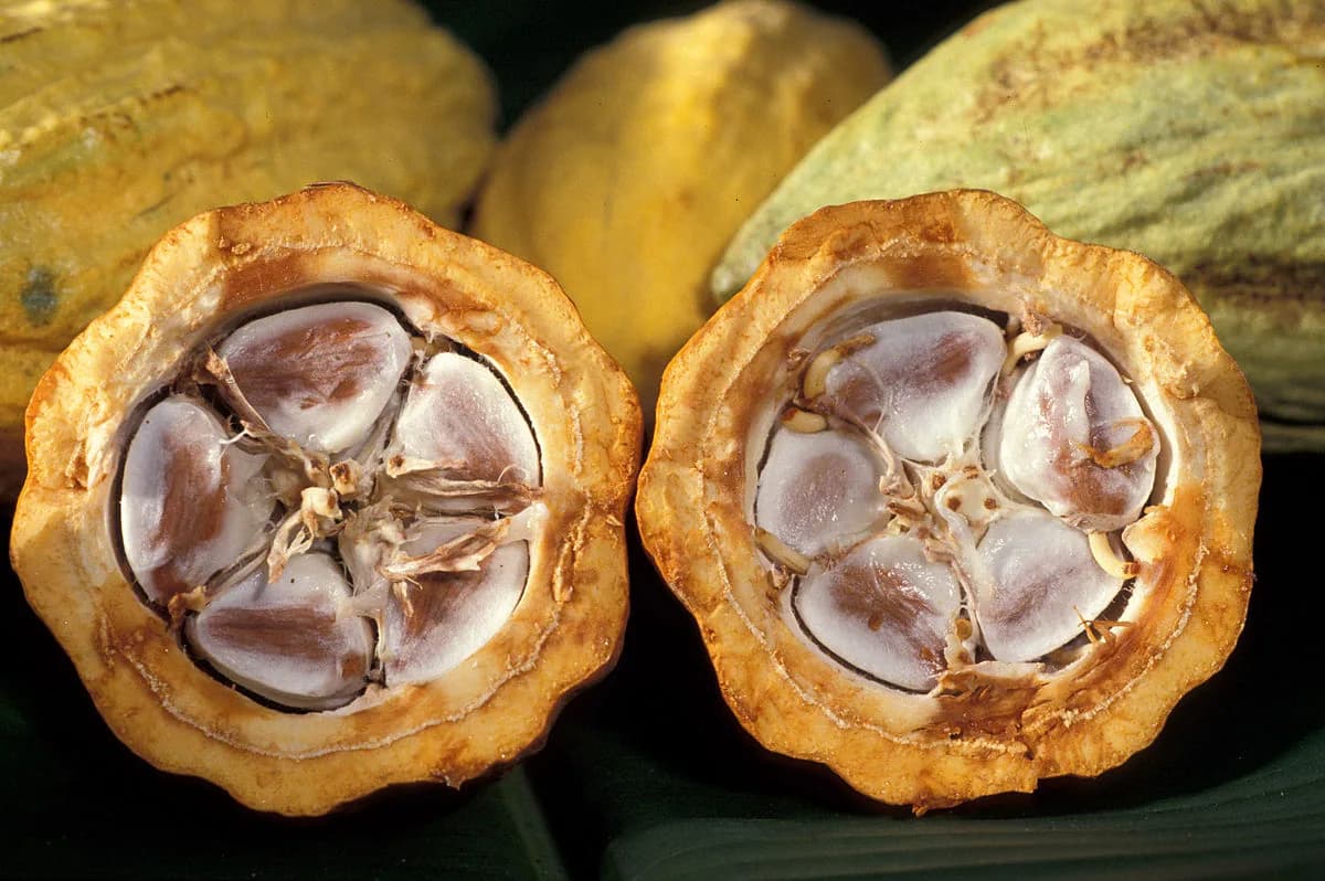 Cabosses de cacao ouvertes montrant la pulpe